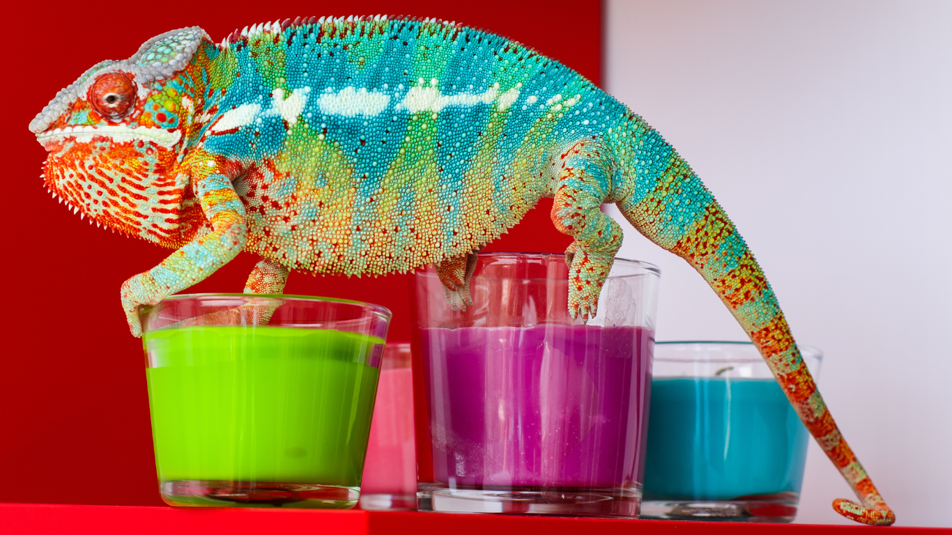 Like this snazzy chameleon, embracing change can have fabulous results. 