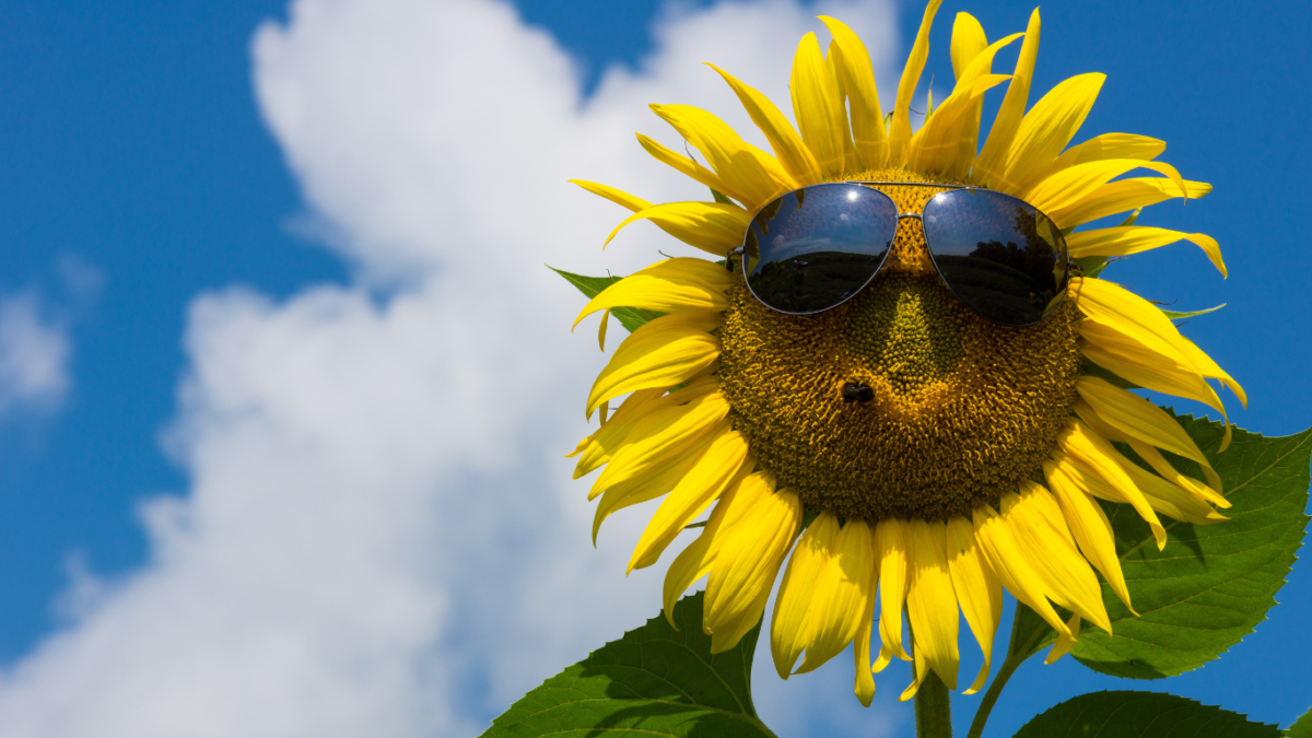 Smiling Sunflower